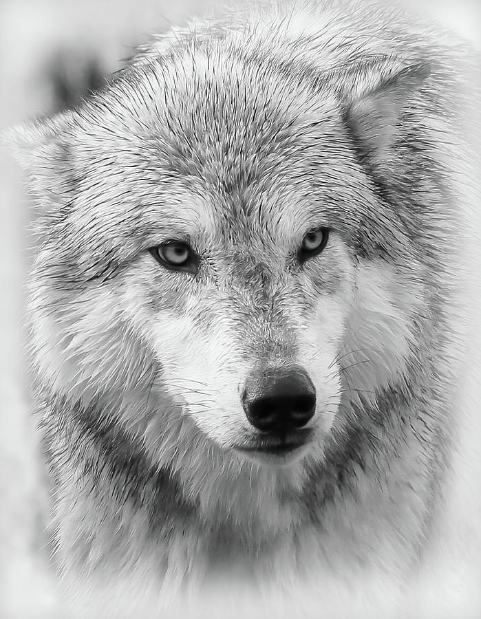 Predator Wolf Face Photograph by Athena Mckinzie