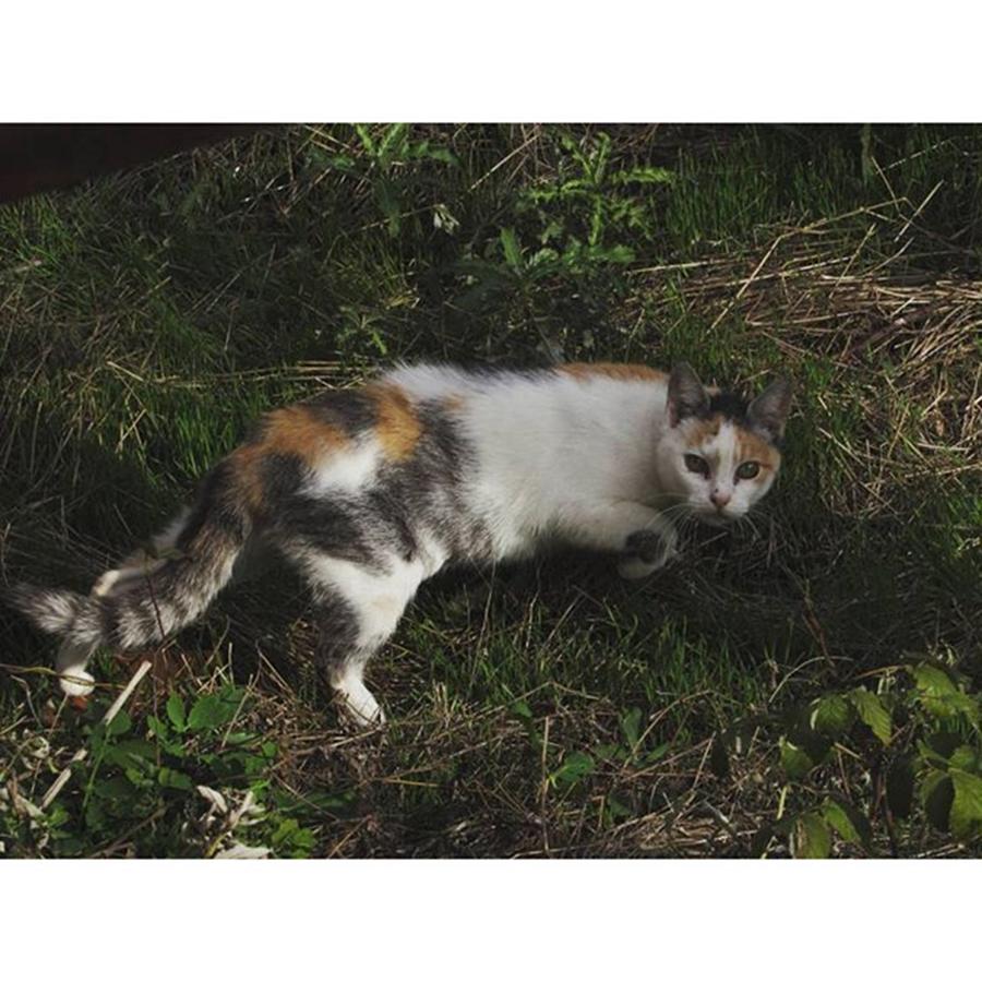Animal Photograph - Predator.
#cat #cats #tagsforlikes.com by Viaruss Ut-Gella