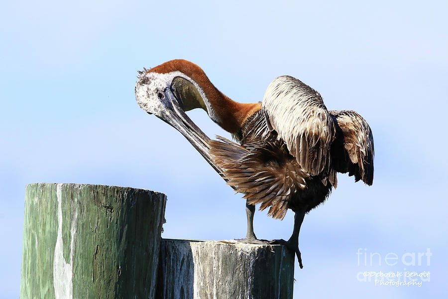 Pelican Photograph - Preen Morning by Deborah Benoit