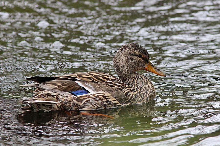 Preened and fluffed - mallard hen Photograph by Linda Crockett - Fine ...