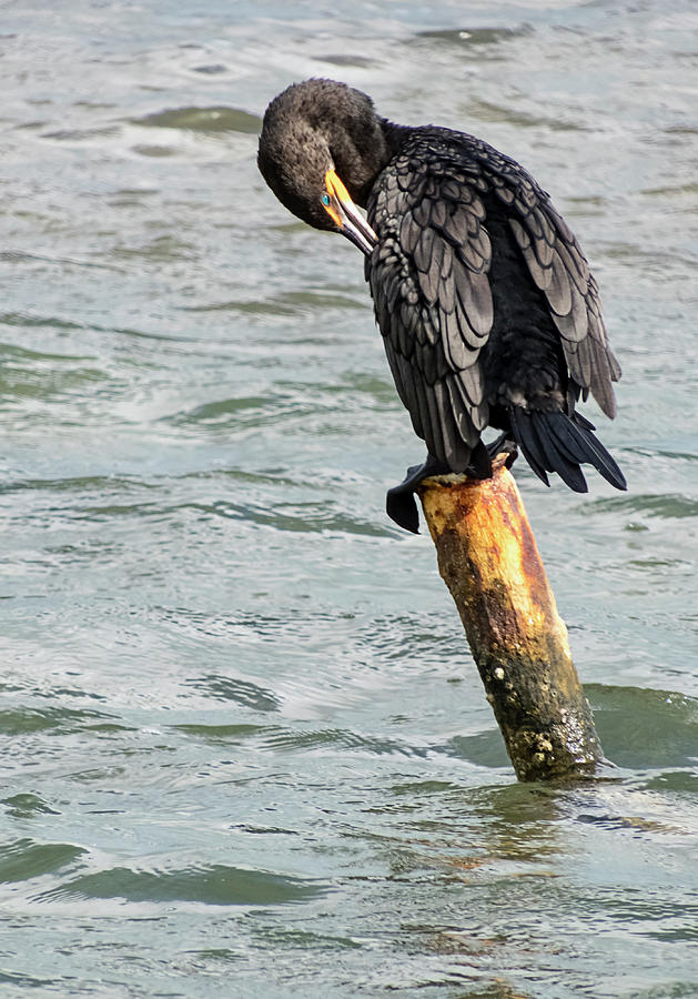 Preening Cormorant Photograph by Bob Slitzan