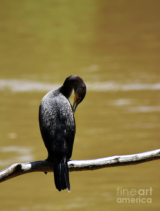 Preening Cormorant Photograph