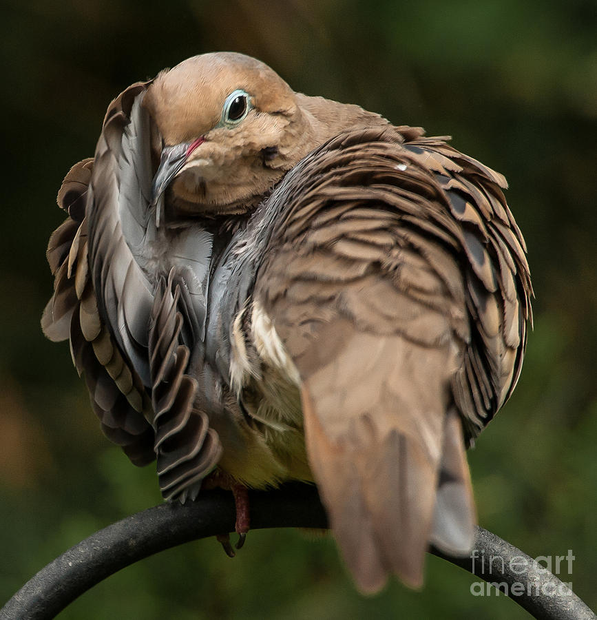 Preening Dove Photograph by Jim Moore
