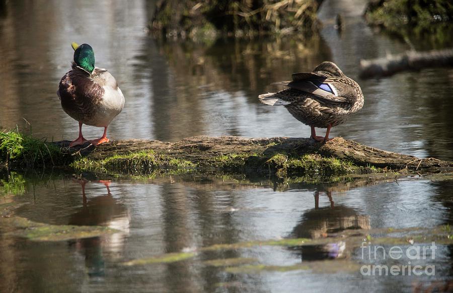 Preening Ducks Photograph by David Bearden