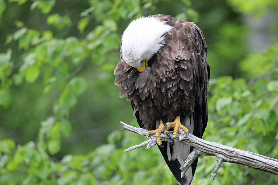 Preening Eagle Photograph by Brook Burling