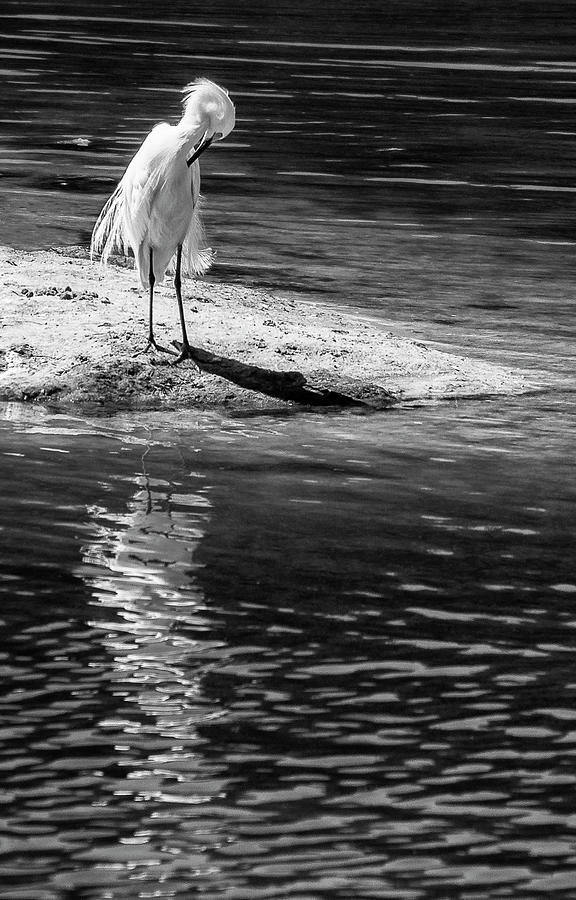 Preening Egret BW Photograph by Ginger Stein