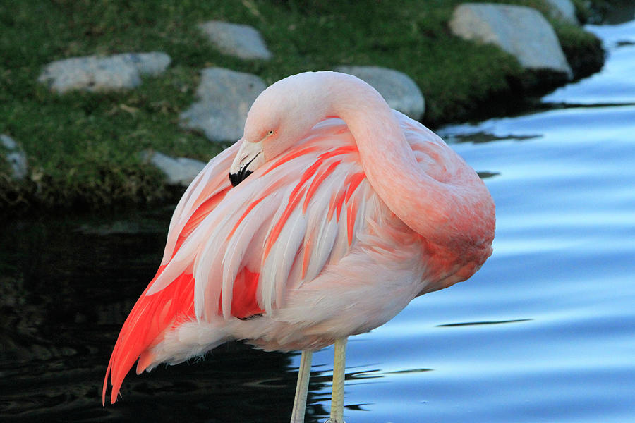 Preening Flamingo Photograph
