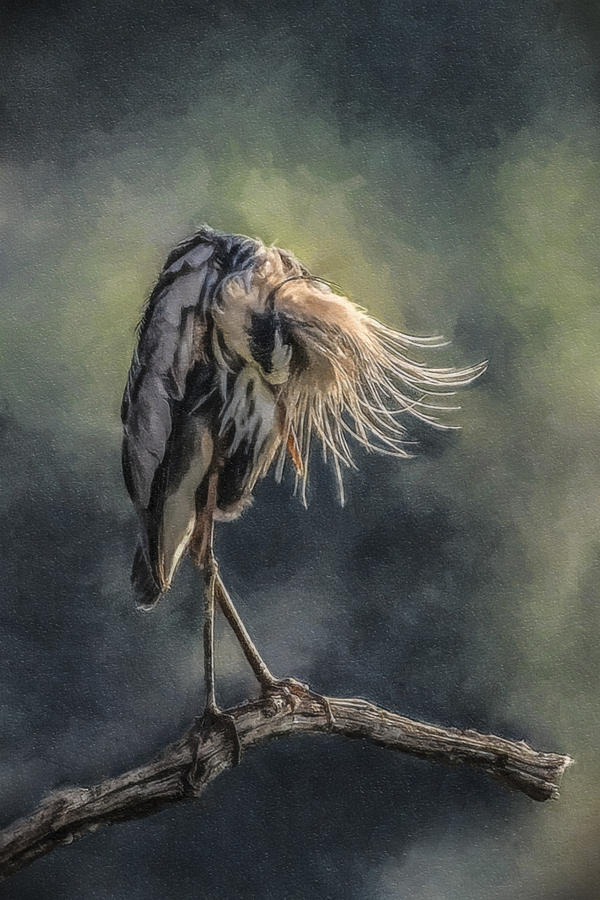 2009 Photograph - Preening Great Blue Heron by Lauren Brice 2009 Photograph - Preening Great Blue Heron by Lauren Brice