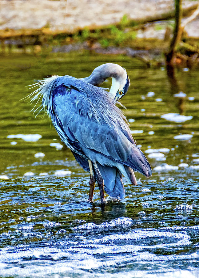 Preening Great Blue Heron Photograph by Steve Harrington