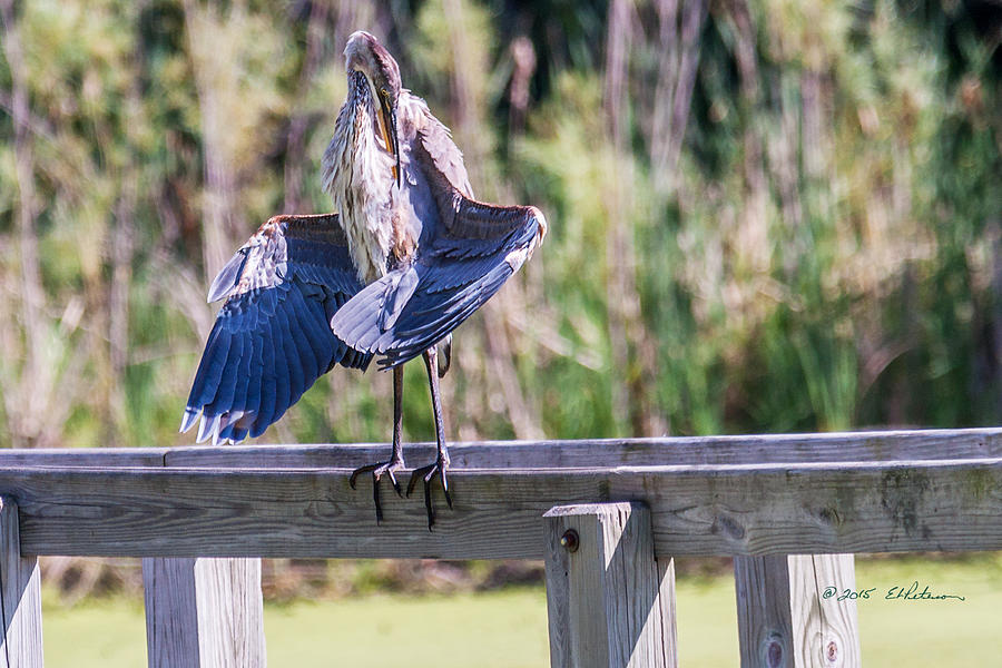 Preening Gret Blue Heron Photograph by Ed Peterson