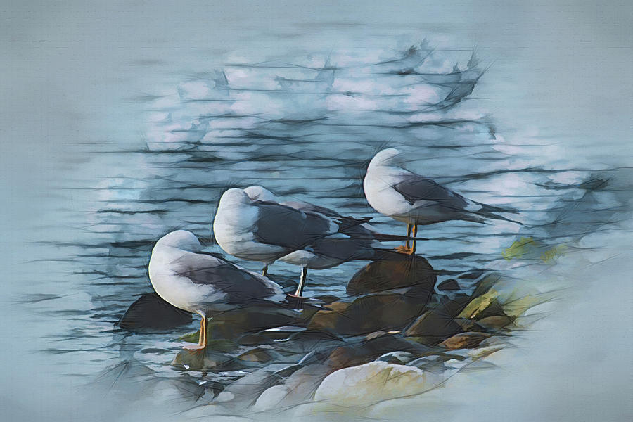 Preening Gulls by Richard Farrington Preening Gulls by Richard Farrington