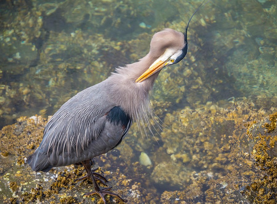 Preening Heron Photograph by Jerry Cahill