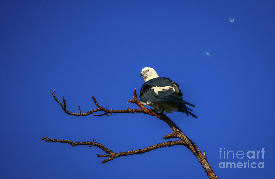 Preening Kite Photograph by Tom Claud