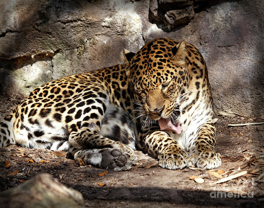 Preening Leopard Houston Zoo Photograph By Tn Fairey - Fine Art America