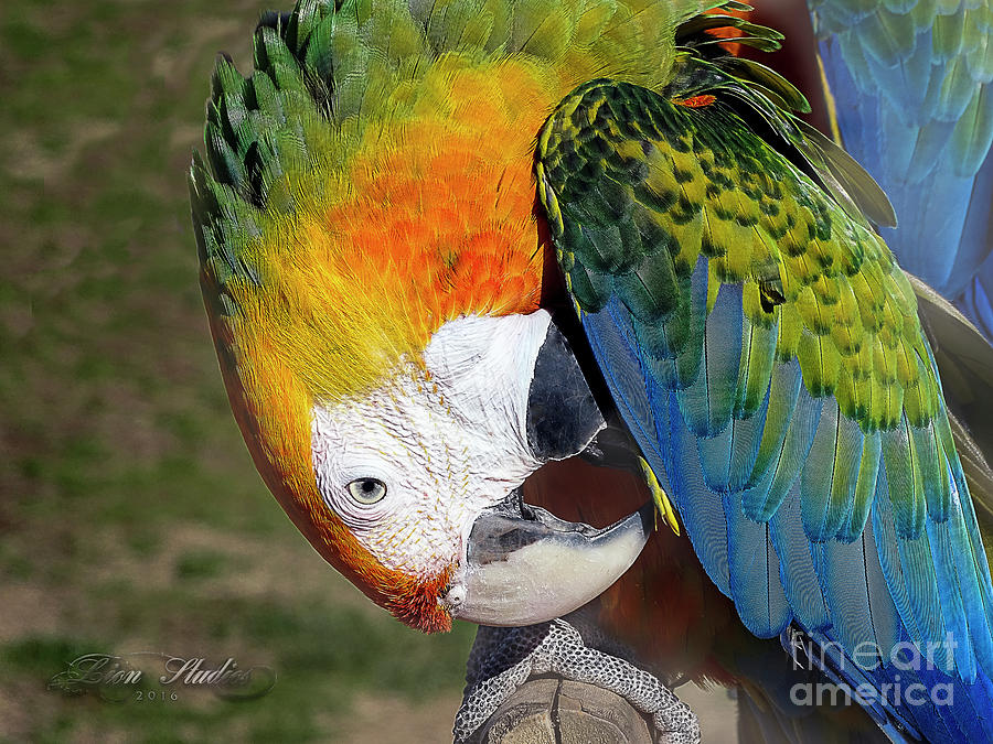 Preening Macaw Photograph by Melissa Messick