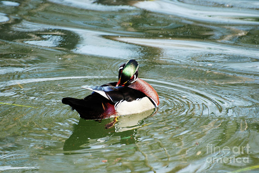 Preening Male Wood Duck in a Pond Photograph by DejaVu Designs