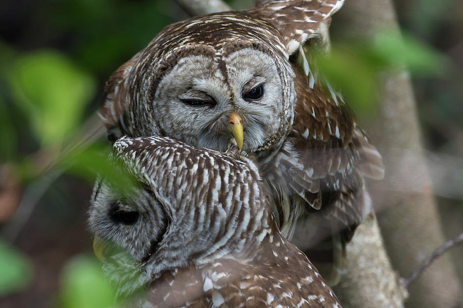 Preening Owls Photograph by Mark Little - Fine Art America