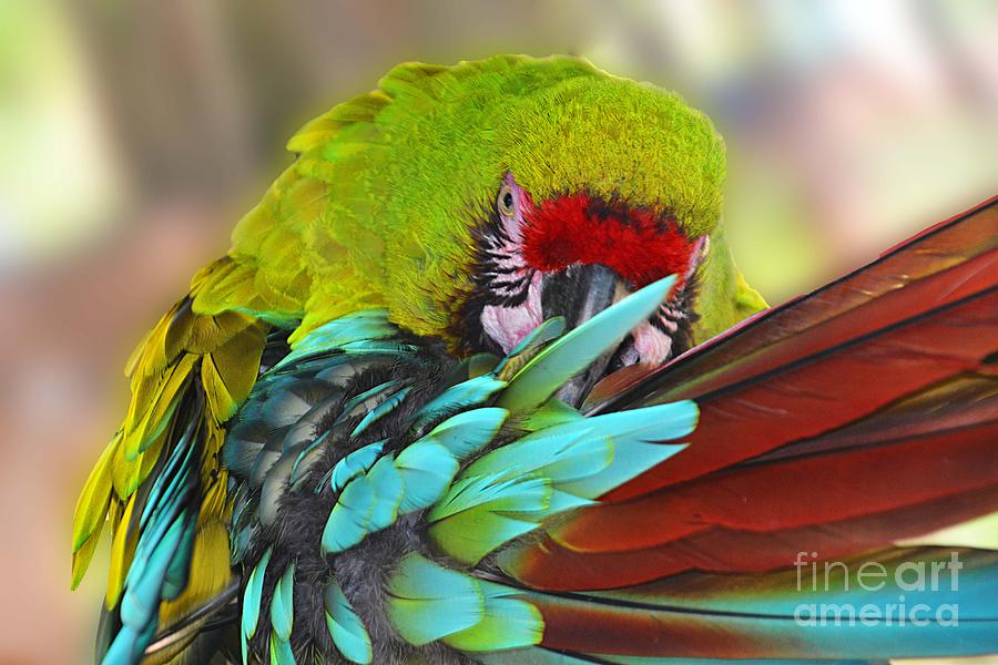 Preening Parrot Photograph by Cindy Manero