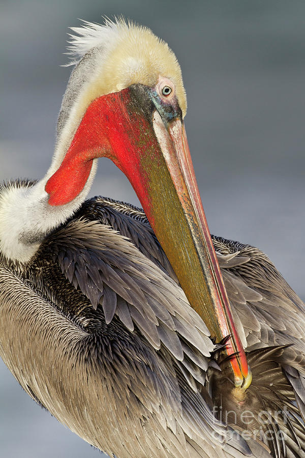 Preening Pelican #2 Photograph by Bryan Keil