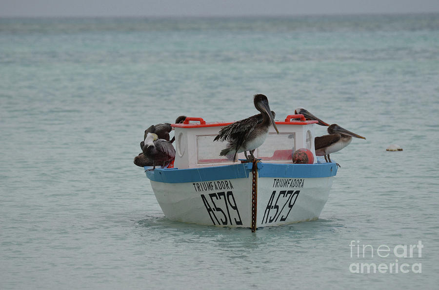 Preening Pelican on a Wood Fishing Boat in Aruba Photograph by DejaVu Designs