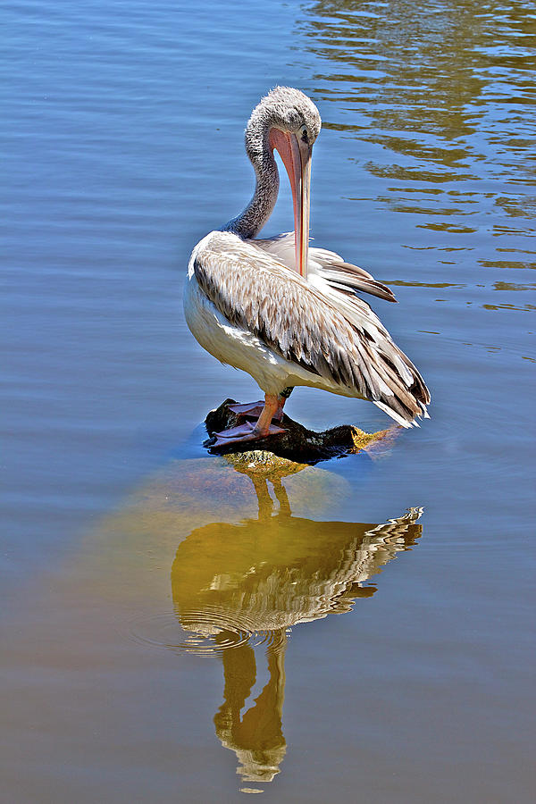 Preening Pelican Photograph by Phyllis Denton