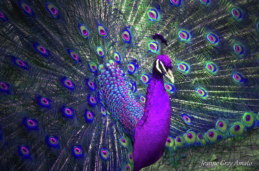 Preening Purple Peacock Photograph by Jeanne Gray Amato - Pixels