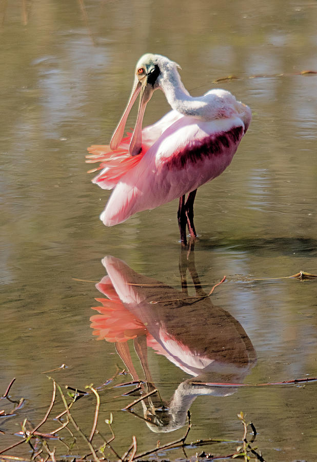 Preening Spoonbill by Karl Ford Preening Spoonbill by Karl Ford