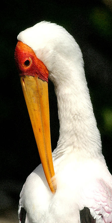 Preening Stork Photograph by Mary Haber