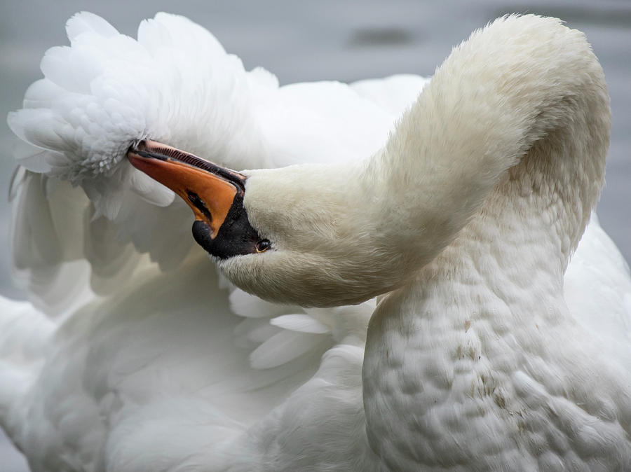 Preening Swan-7758 Photograph by Steve Somerville