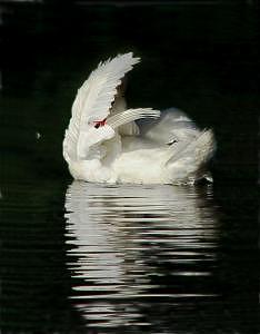Preening Swan At Sunrise Photograph by Linda Sabaj