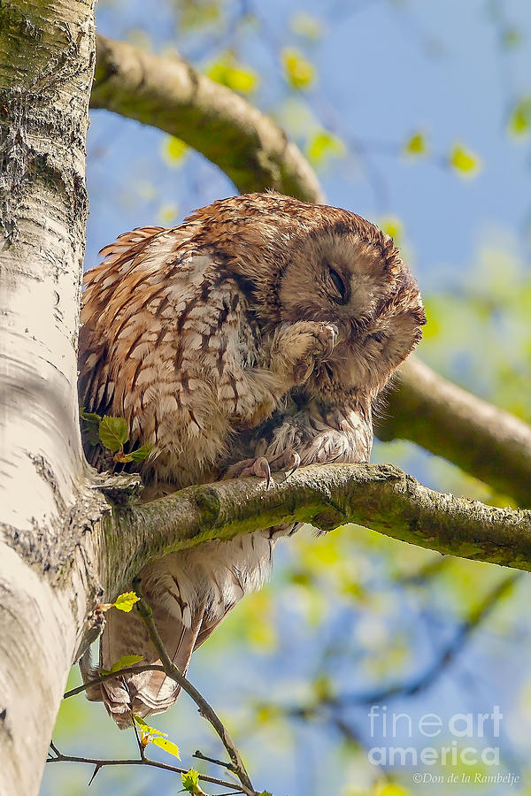 Tawny Owl Photograph By Don De La Rambelje - Fine Art America