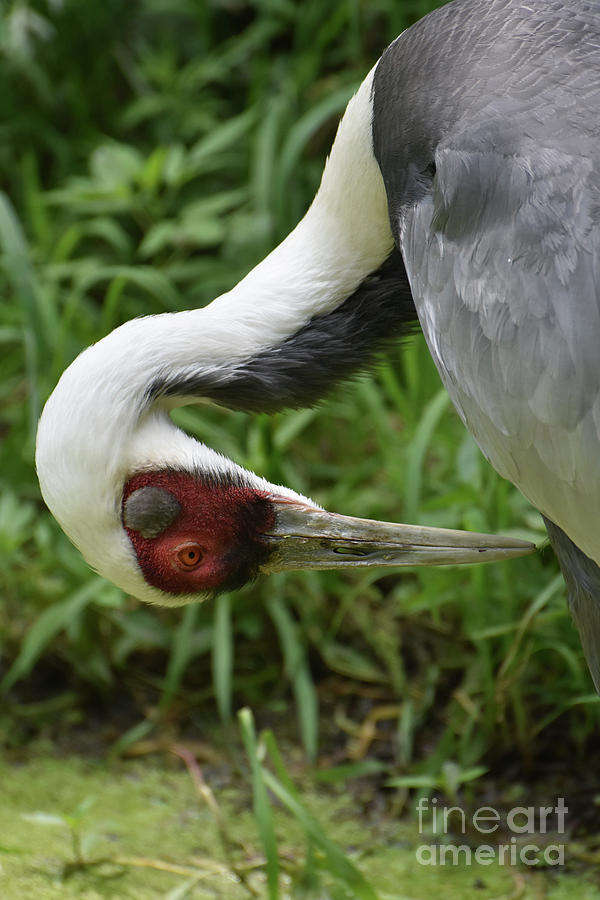 Preening White Naped Crane Up Close and Personal Photograph by DejaVu Designs