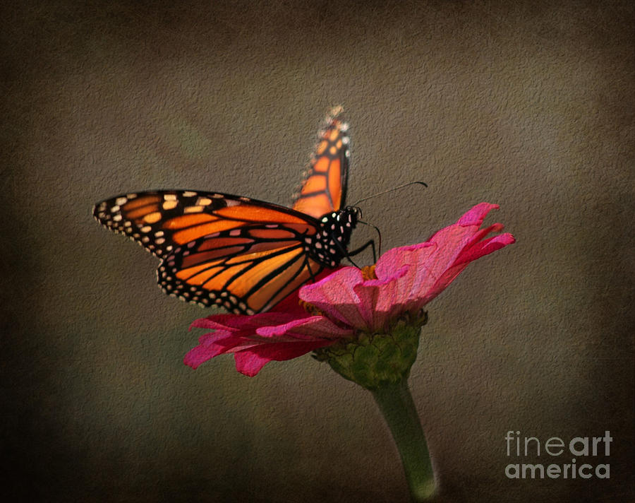 Prefect Landing - Monarch Butterfly Photograph by Judy Palkimas