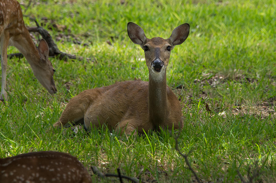 Pregnant Doe Photograph By Bob Marquis   Pregnant Doe Bob Marquis  