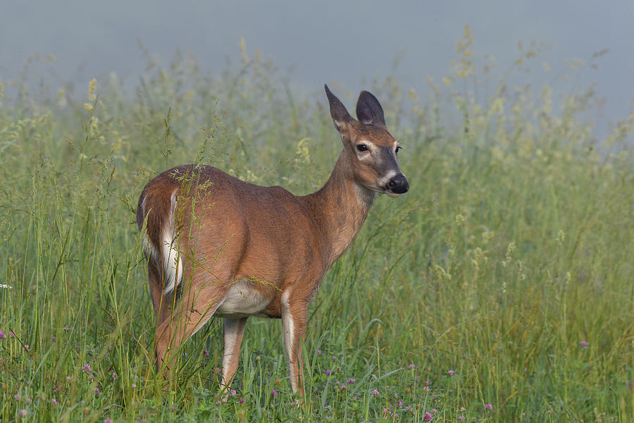 Pregnant Doe in Cades Cove Photograph by Robert J Wagner