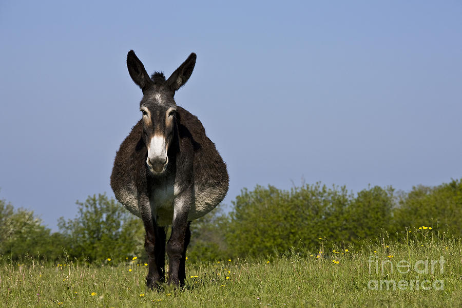 Donkey Photograph - Pregnant Donkey by Jean-Louis Klein & Marie-Luce Hubert