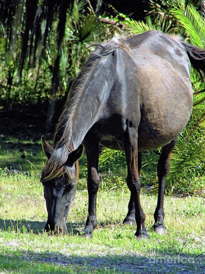 Pregnant Mare Photograph by D Hackett