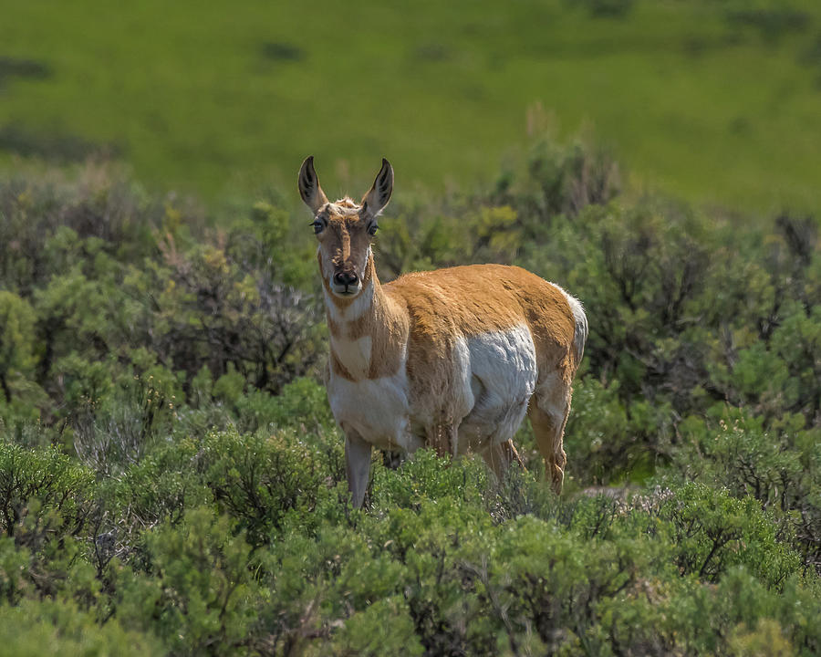 Pregnant Pronghorn In Spring Photograph by Yeates Photography