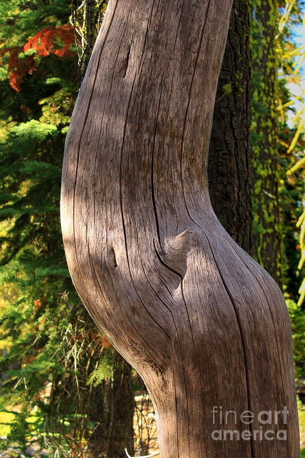 Pregnant Tree Photograph by James Eddy