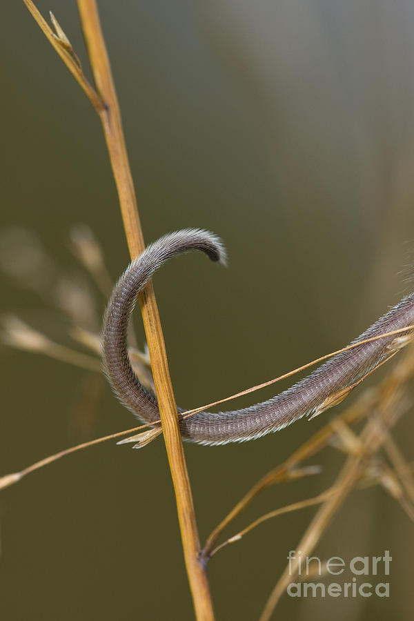 Prehensile Mouse Tail Photograph by Jean-Louis Klein & Marie-Luce Hubert