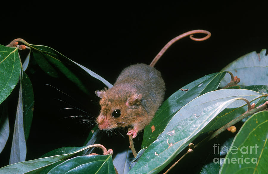 Prehensile-tailed Rat Pogonomys Sp Photograph by B. G. Thomson