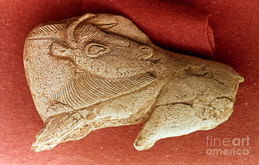 Prehistoric Bison Carving Photograph by Granger