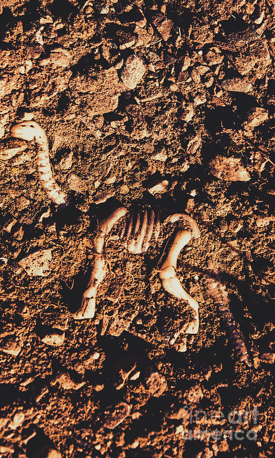 Prehistoric diplodocus bones Photograph by Jorgo Photography
