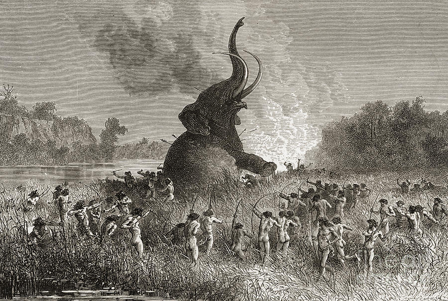 Prehistoric Drawing - Prehistoric Man Hunting A Mammoth  by American School
