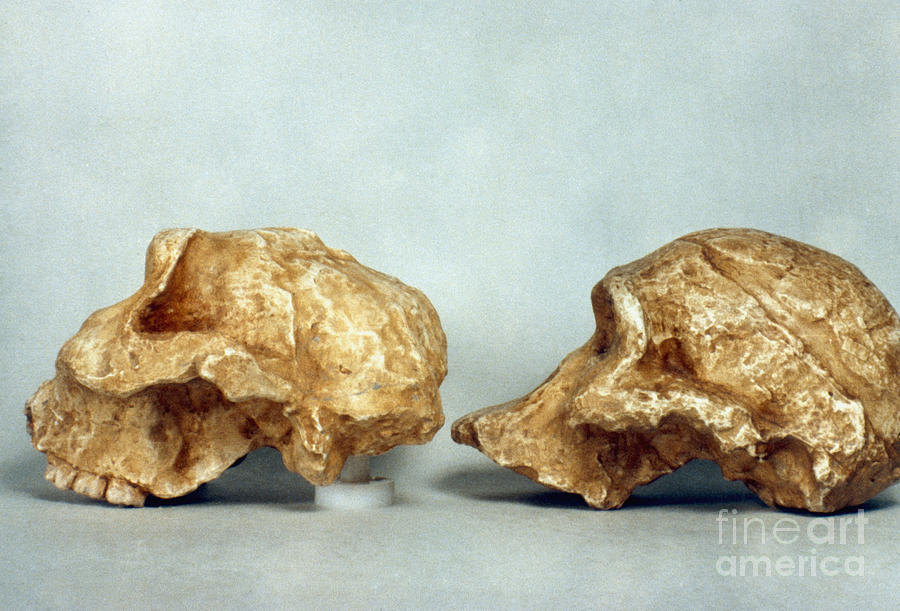 Paleolithic Photograph - Prehistoric Skulls by Granger