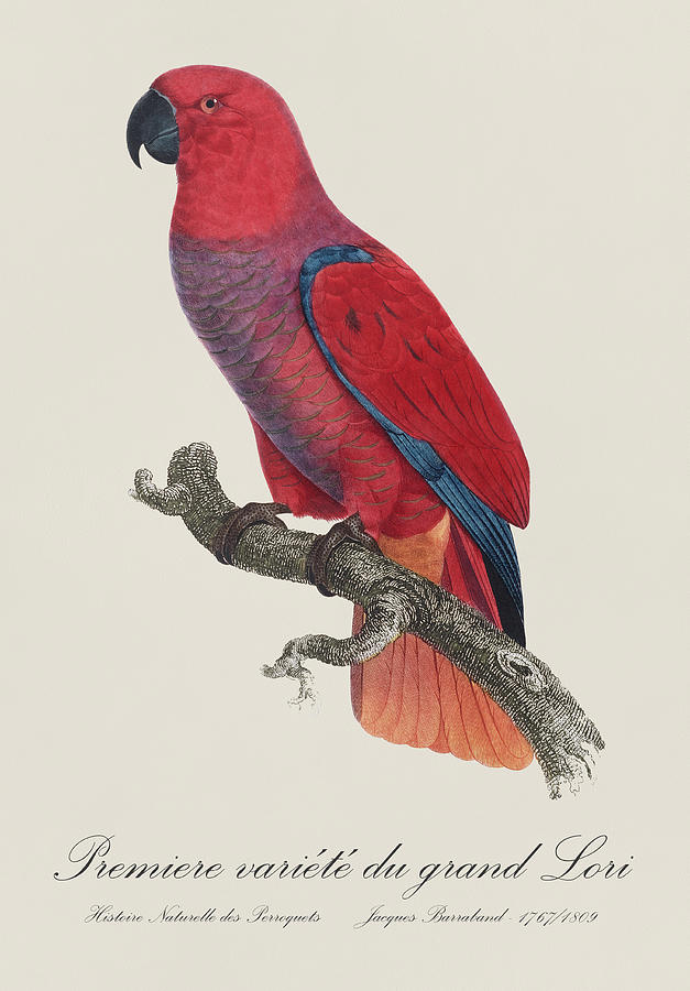 Premiere variete du grand Lori / Eclectus parrot - Restored 19thc.  illustration by Barraband Painting by SP JE Art