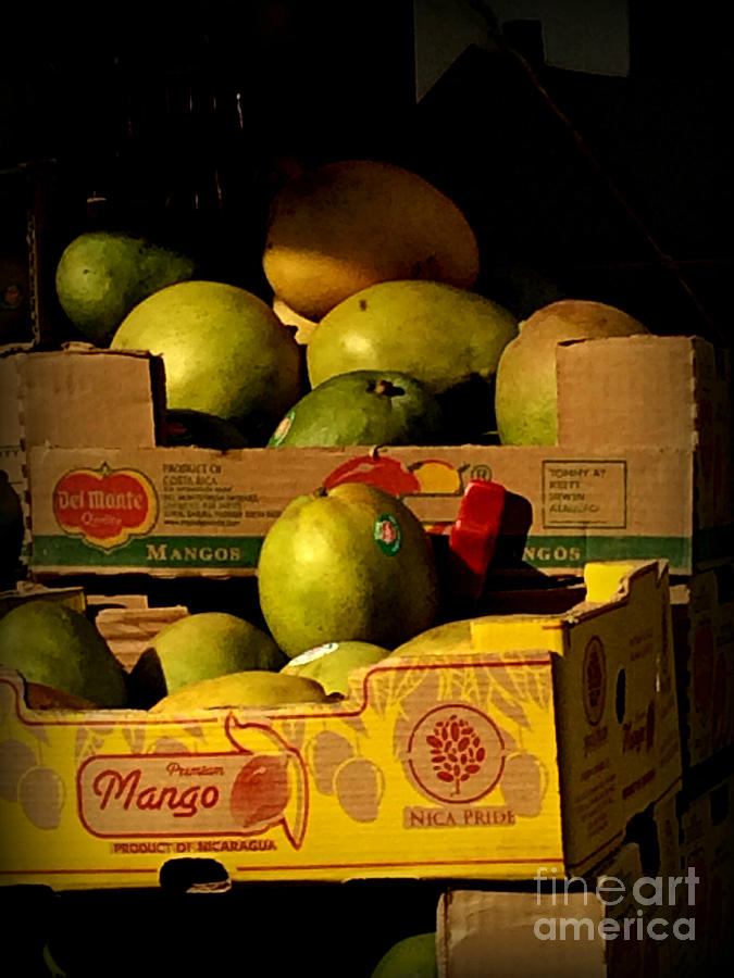 Premium Mango - Fruit in Late-Day Sun Photograph by Miriam Danar