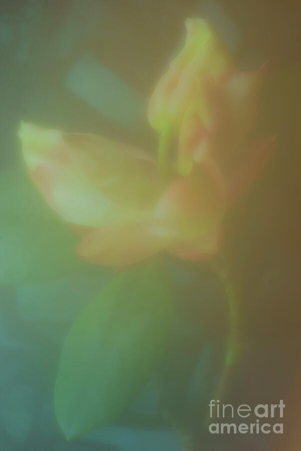 Premonition...flower Of Rhododendron. Photograph