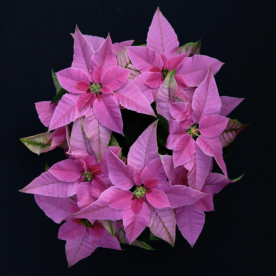 Prenceittia Pink Poinsettia Photograph by Floyd Hopper