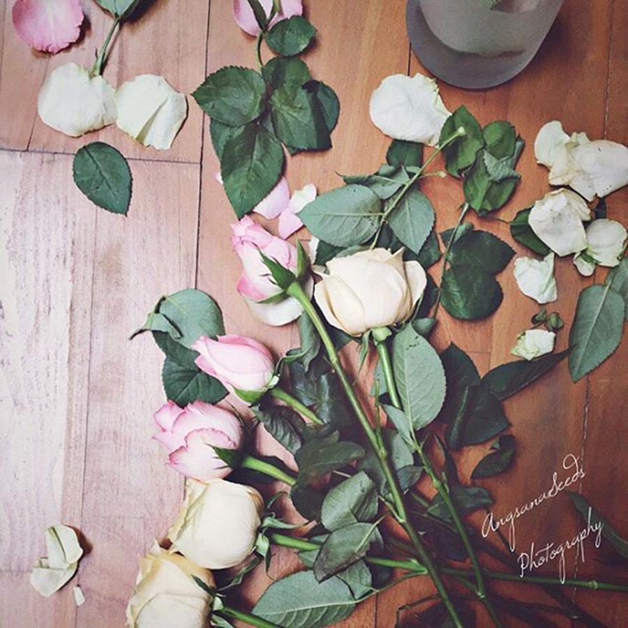 Rose Photograph - Preparing For A Shoot. #roses by Ivy Ho